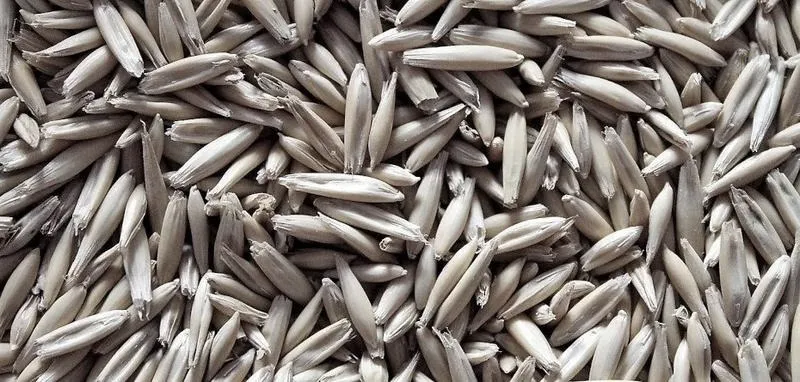 Aktualna cena tony owsa – ile zapłacisz za ten cenny ziarno?