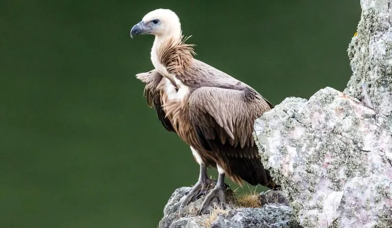 Odkryj fascynujący świat sępów w Polsce – wszystkie gatunki tych drapieżnych ptaków w jednym miejscu