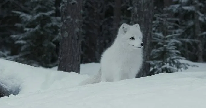 Odkryj najpiękniejsze filmy przyrodnicze na Netflix i innych platformach