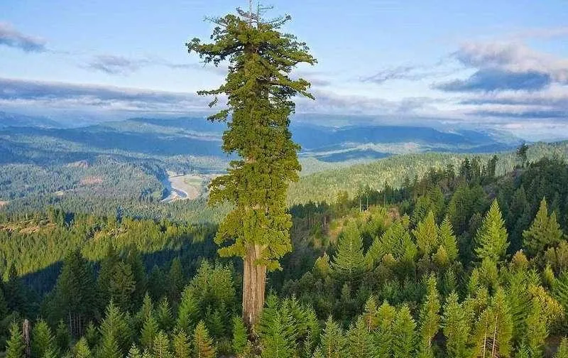 Odkryj zdumiewające okazy: największe drzewa na świecie, które zachwycają swoimi rozmiarami