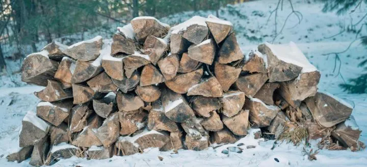 Cechy biologiczne najtwardszego drzewa