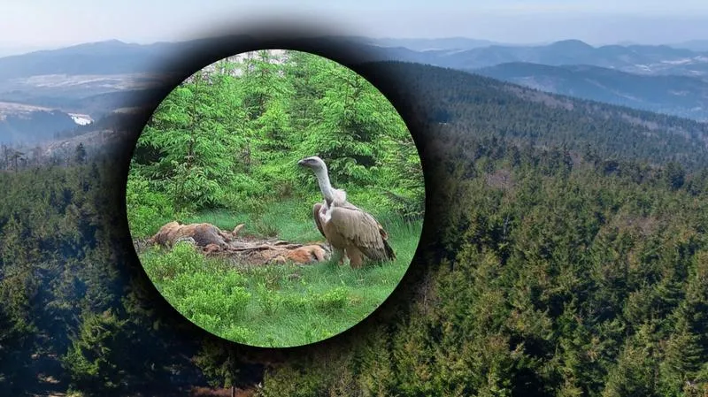 Gatunki sępów i identyfikacja