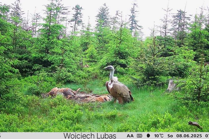 Jak zdobyć uprawnienia SEP