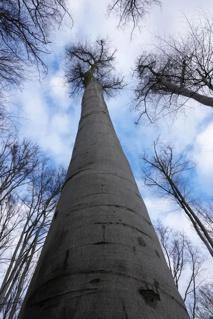 Największe drzewa na świecie