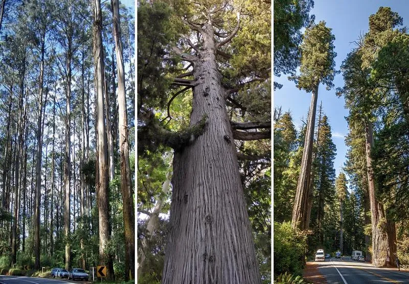 Najwyższe i najstarsze drzewa