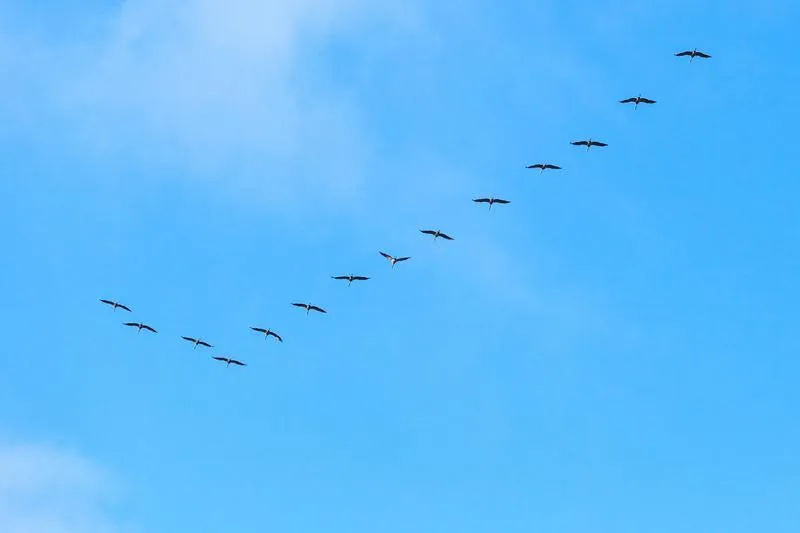 Nawigacja ptaków podczas migracji