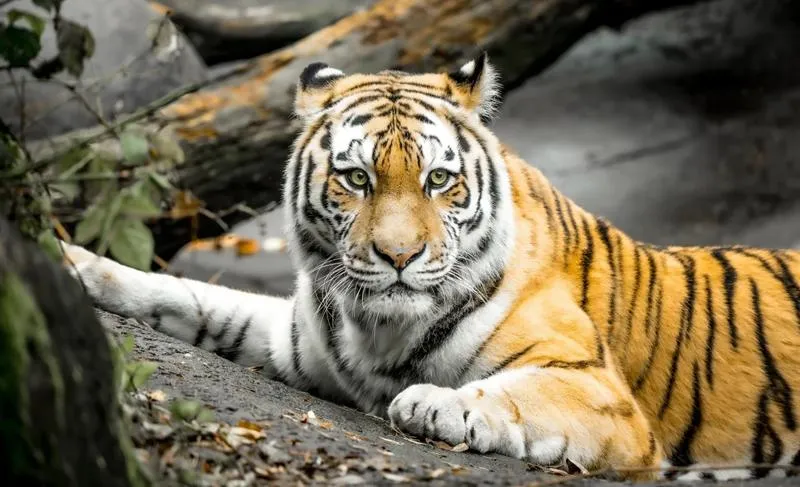 Protesty mieszkańców i lokalne konflikty