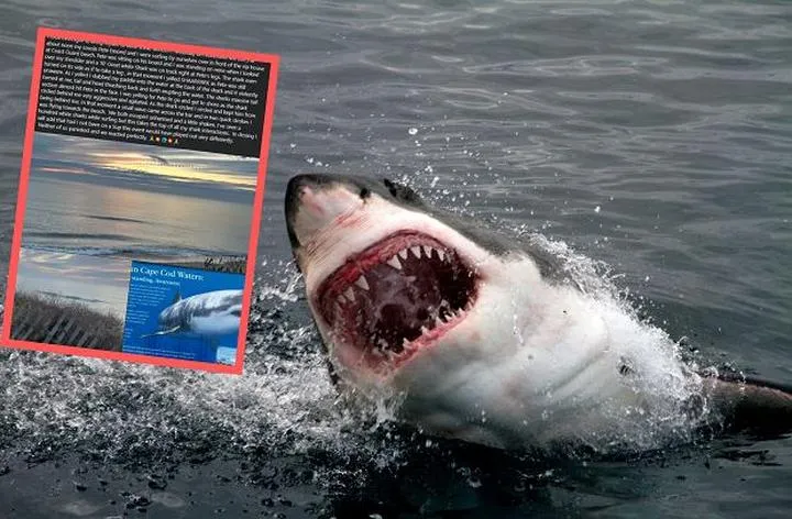 Śmiertelny atak rekina