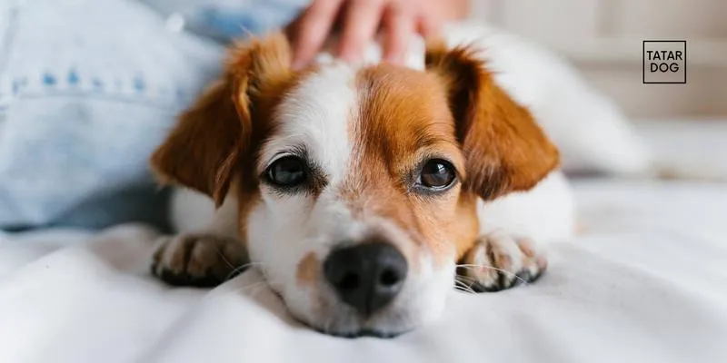 Terapia z udziałem psów depresja i lęki