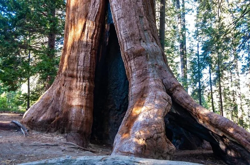 Wpływ ogromnych drzew na środowisko