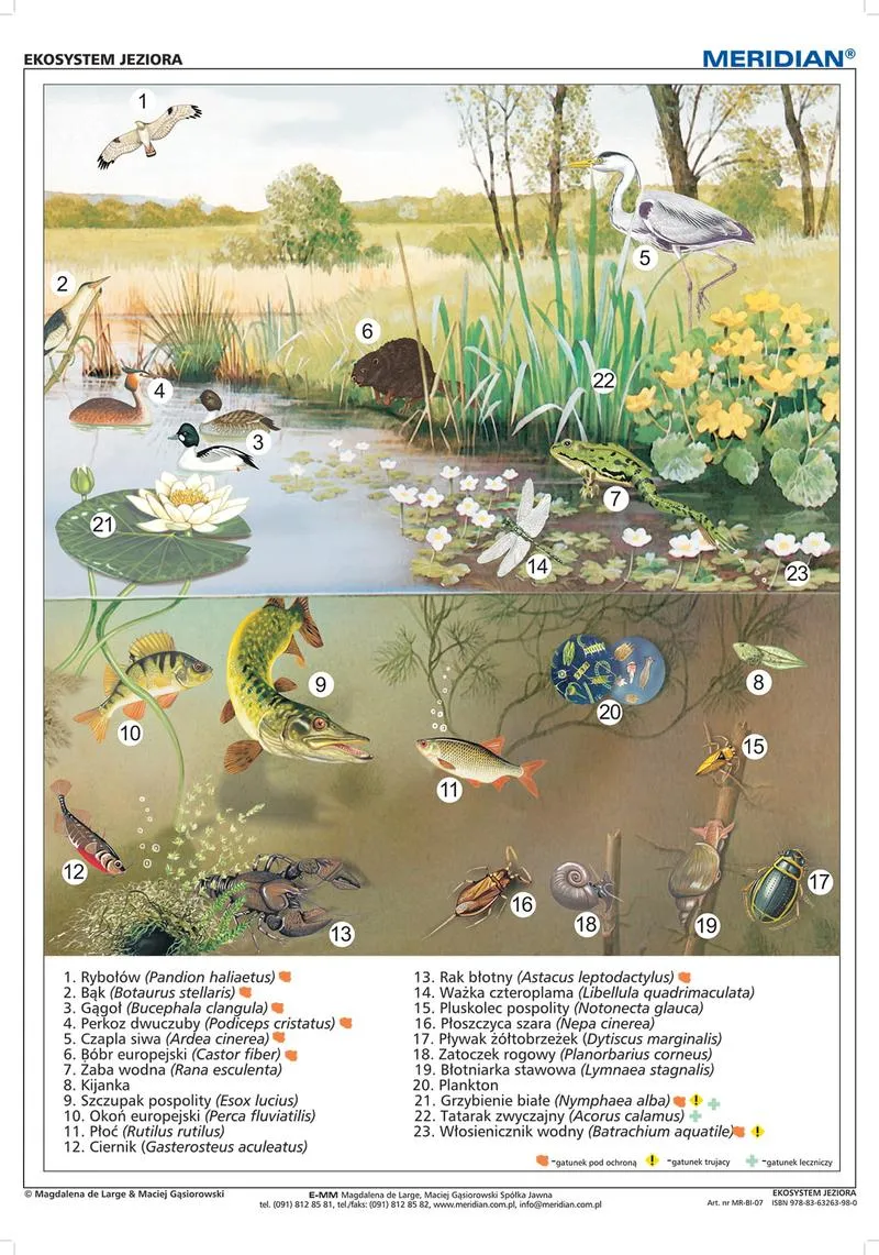 Znaczenie ekosystemów dla człowieka i planety